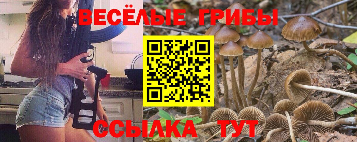 Псилоцибиновые грибы Psilocybe Тамбов